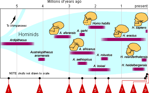 Notice the late advent of H. sapiens, and the rather longer reigns of our earlier ancestors.