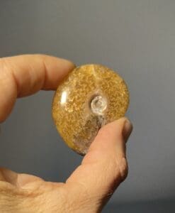 Ammonite (polished) 'dirty blonde' agatized (complete shell) healing crystal