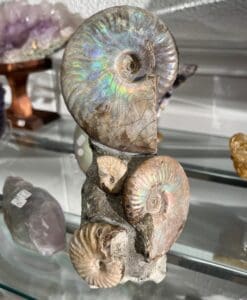 Ammonite (pearly opalescent) fossil standing sculpture healing crystal